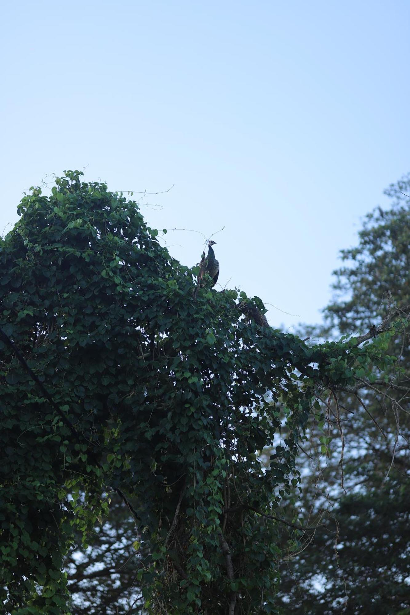 Bird Scenery Leisure Resort Tissamaharama Exterior foto