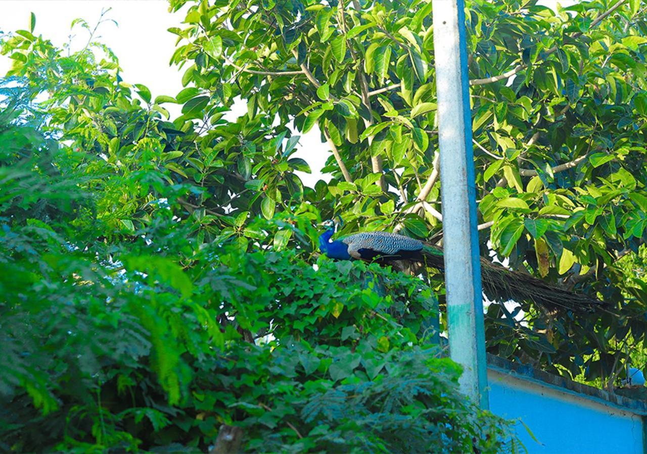 Bird Scenery Leisure Resort Tissamaharama Exterior foto